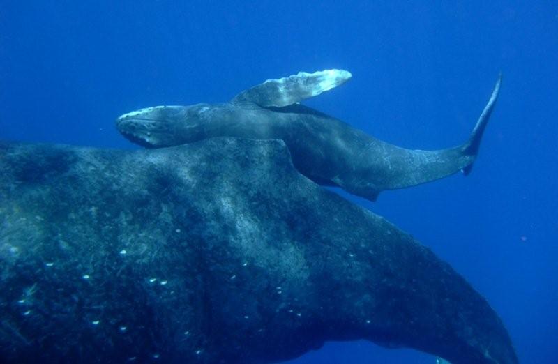 whale mama baby 2